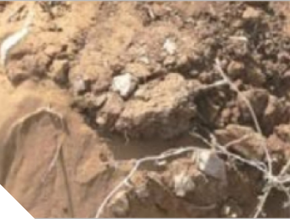 Превращение пустыни в плодородную почву